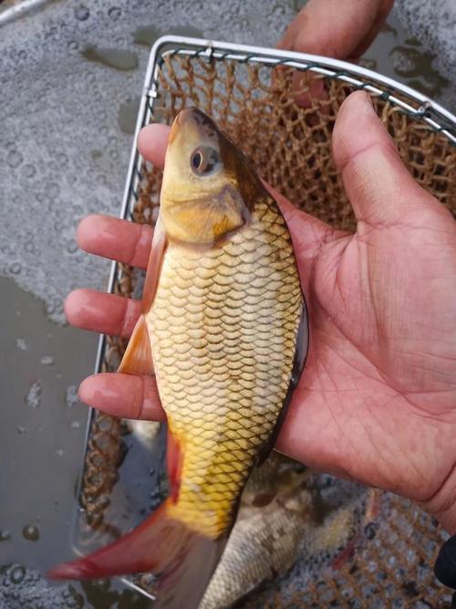 信息黄颡草鱼苗青鱼鲶鱼鲈鱼鲫鱼鲤鱼供应分类点击查看更多鲤鱼行情0