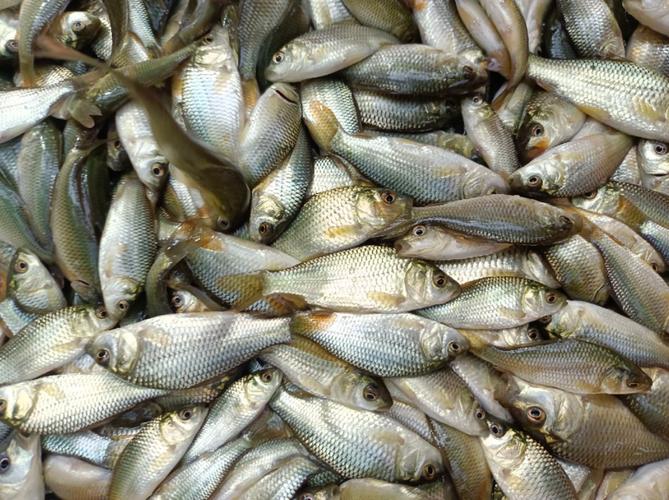 评价详细信息0.06.25裸鲤鱼 重庆潼南区 0.05.75池鲤鱼 重庆潼南区 0.