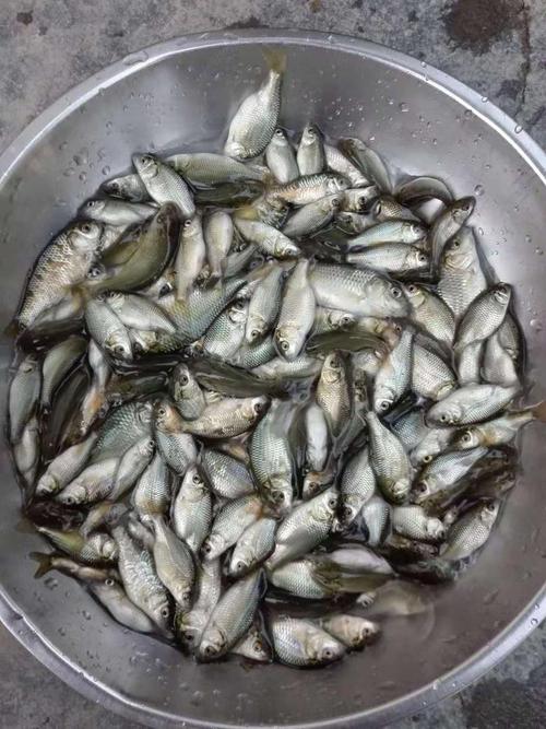 鲤鱼苗,量大从优 【联系我时,请说是在一亩田上看到的】 评价详细信息